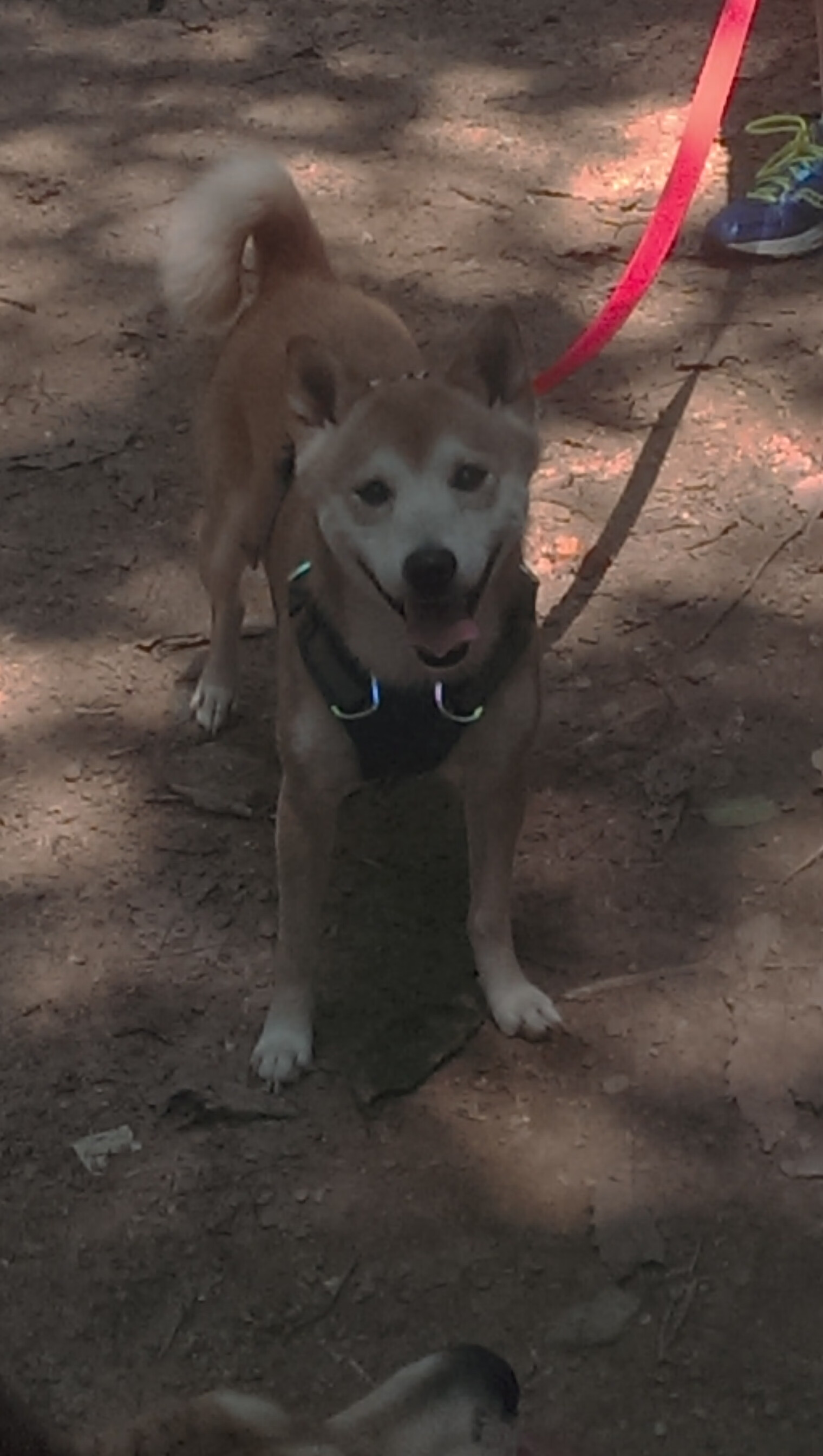 2024年第七届成都全球象棋双人赛圆满落幕,32名棋手同台竞技,成都中国象棋比赛