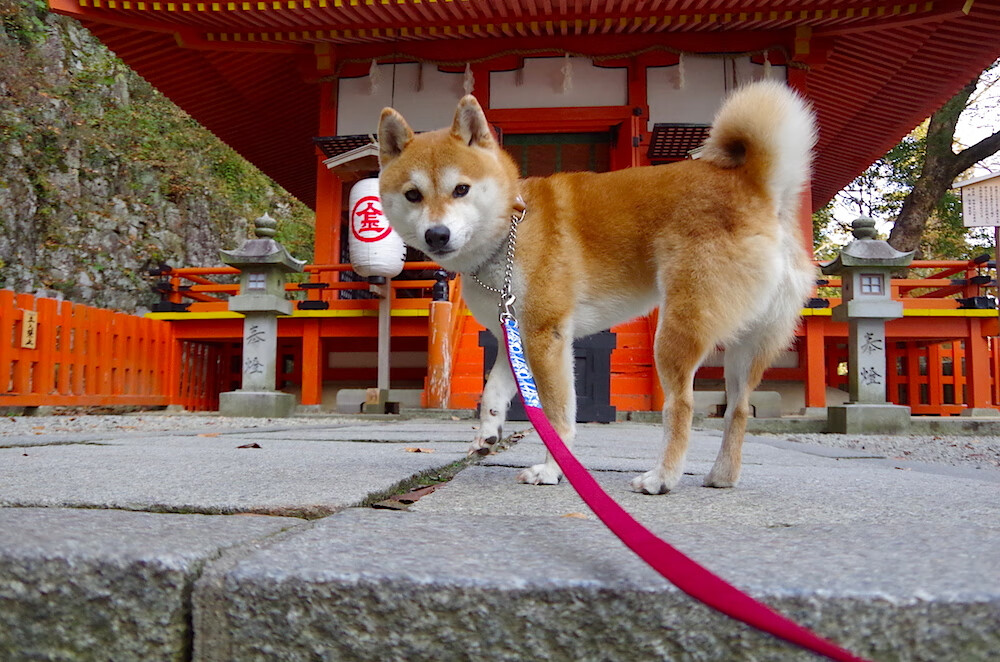 传统武术表演,传承中华文化的魅力,传统武术表演套路