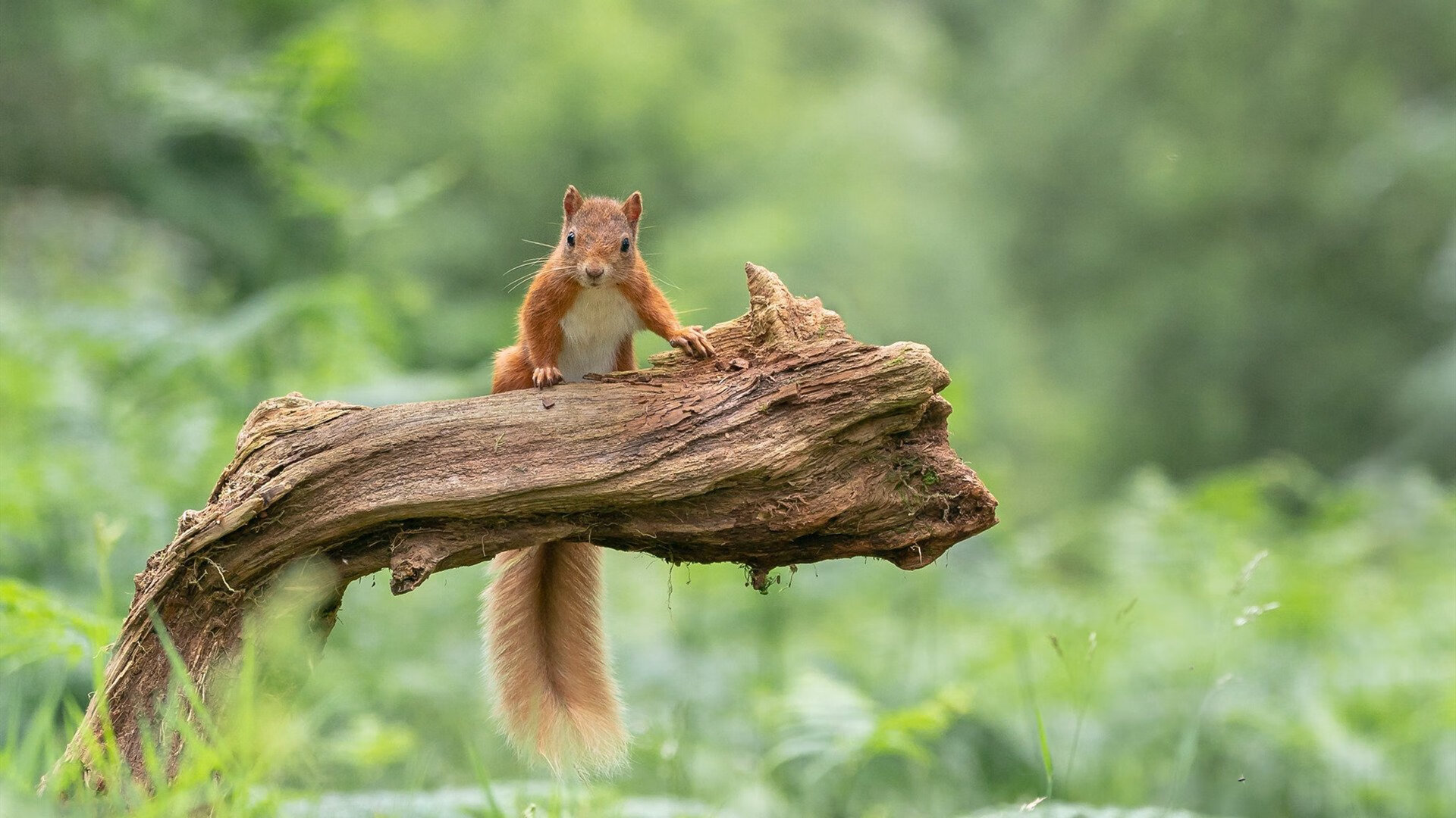 北方地区篮球运动热潮持续升温，赛场火爆，篮球为什么北方打不过南方
