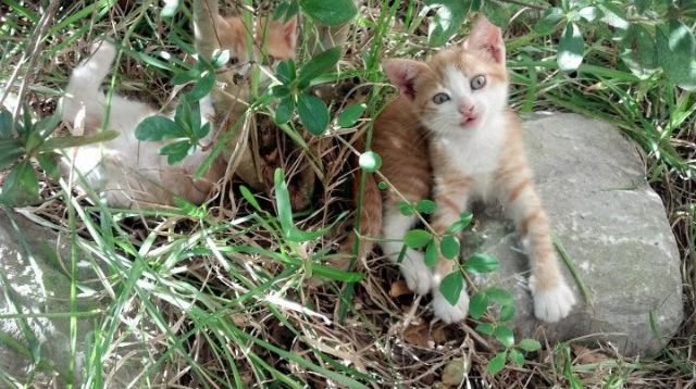 未来联盟:电竞化、虚拟现场成为新的增长点,未来联盟第一人