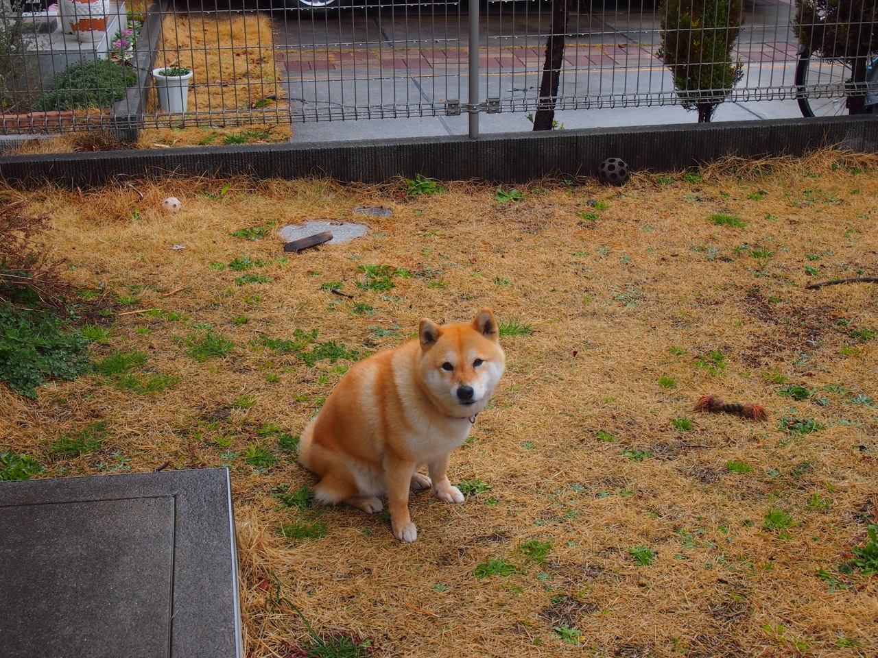 篮球青训项目推动青少年健康成长，篮球青训内容