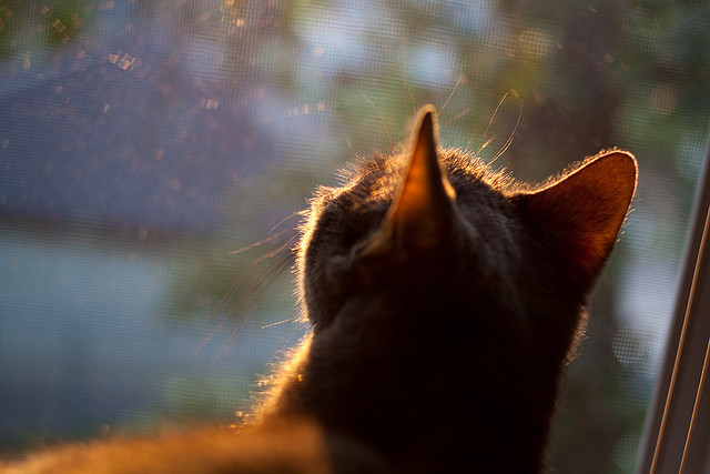 博卡青年防守端表现稳固，博卡青年vs竞技俱乐部预测