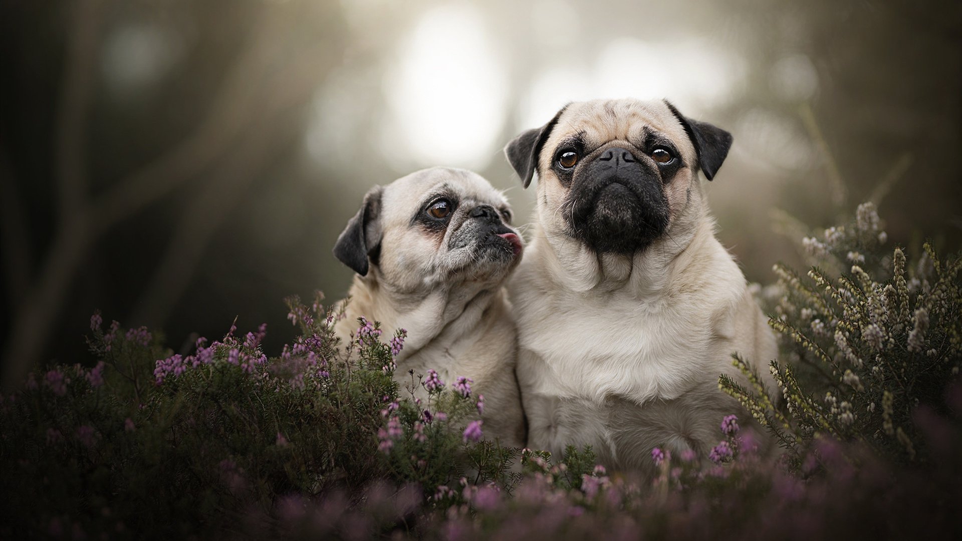 巴萨凭一球险胜，主场艰难拿下对手，巴萨赢了
