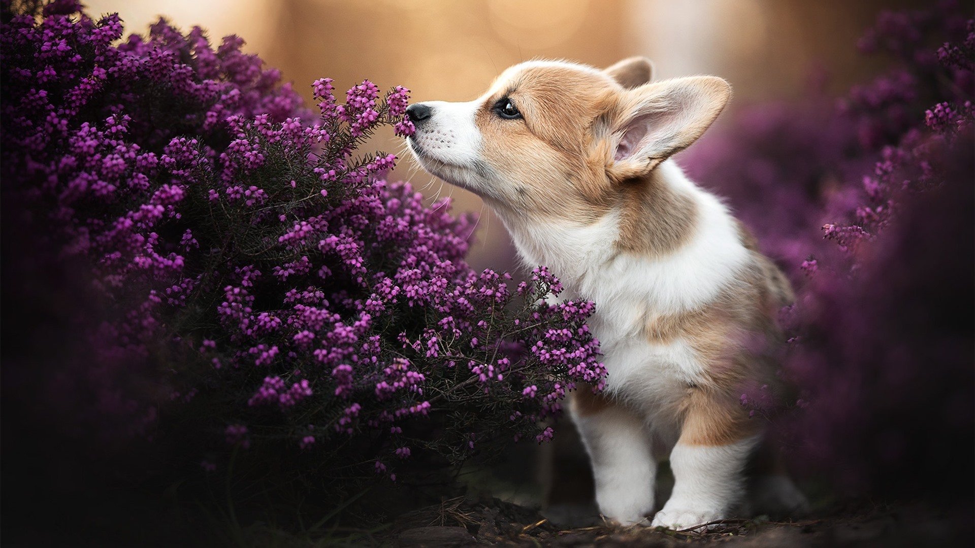 推动瑜伽与健康产业融合发展，推动瑜伽与健康产业融合发展的建议