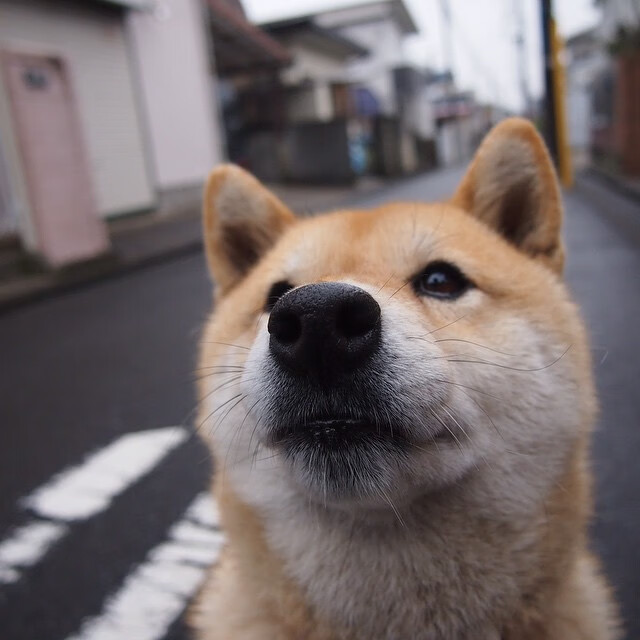 米切尔回勇爵士击败太阳，爵士米切尔伤情
