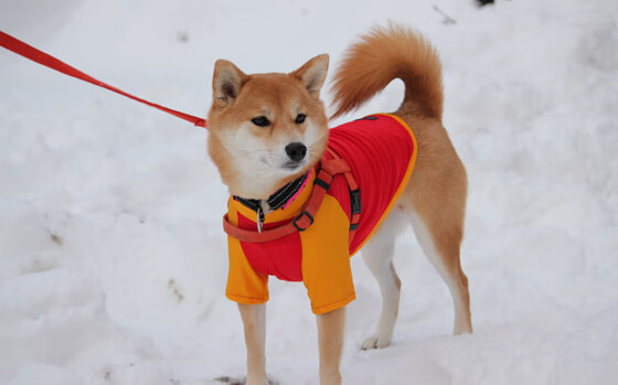 阿拉维斯实力碾压,大比分轻取对手,阿拉维斯联盟杯