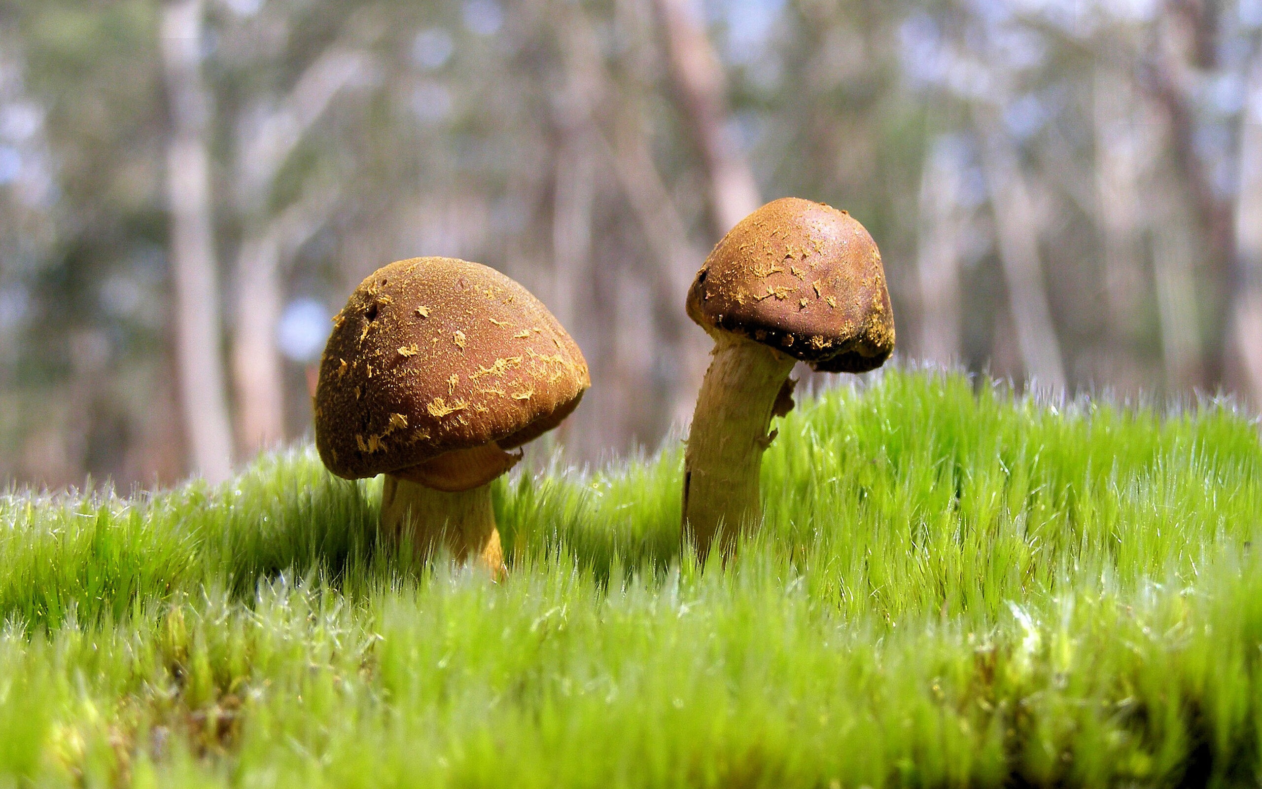 体育心理咨询服务体系在高校推广实施研究，体育心理学的热点问题