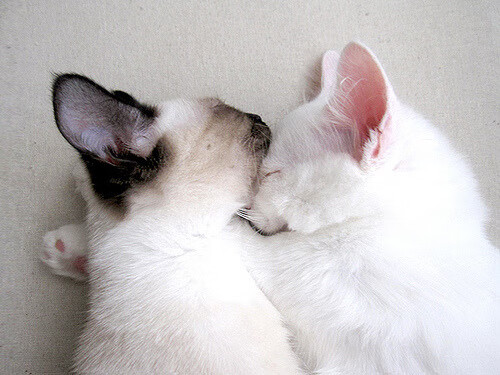 英超青训引入虚拟现实技术强化战术理解和实战演练，英超青训最好的球队