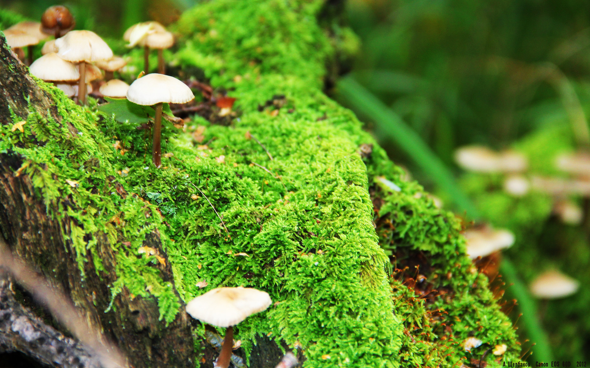 Chinese Taipei乒乓战术揭秘:以防守反击为核心,台湾报道乒乓球