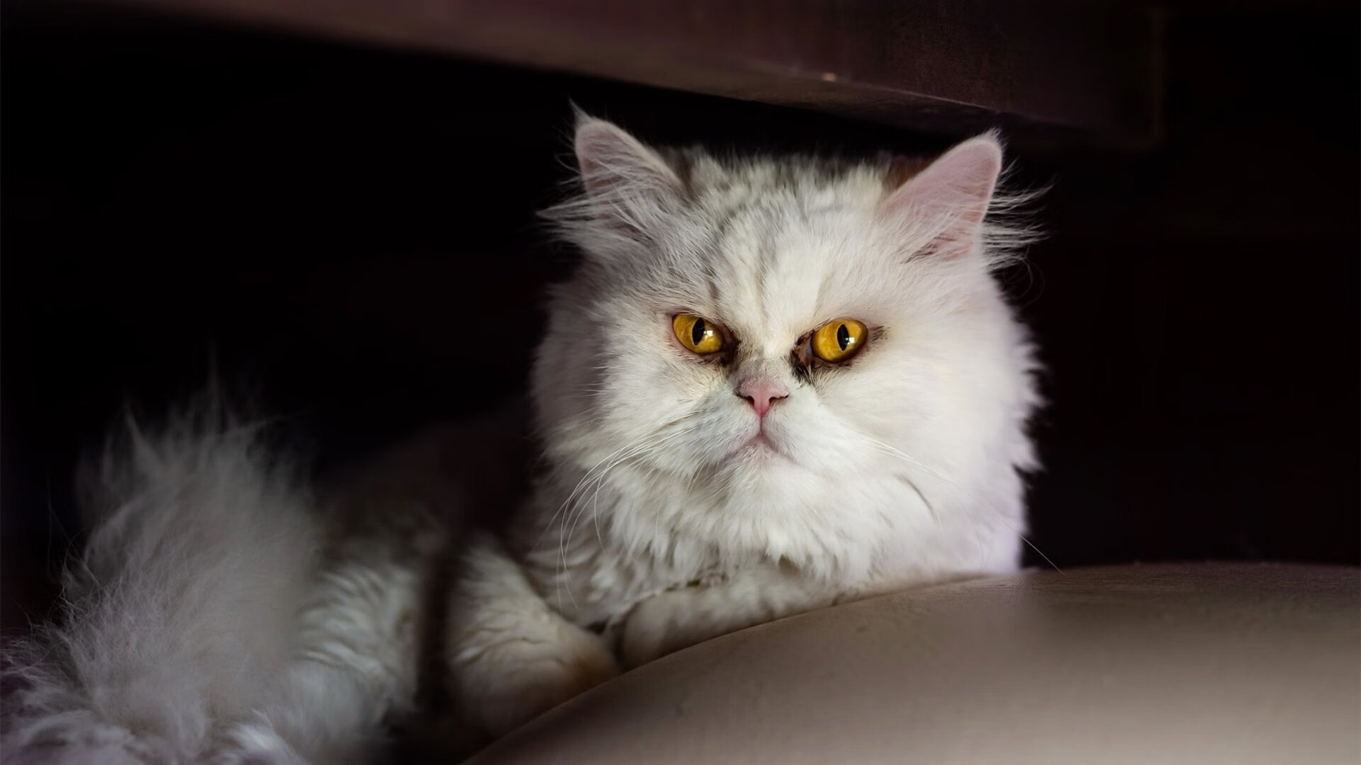 世界杯中国足球晋级 热血时刻燃爆全场，世界杯足球2022中国