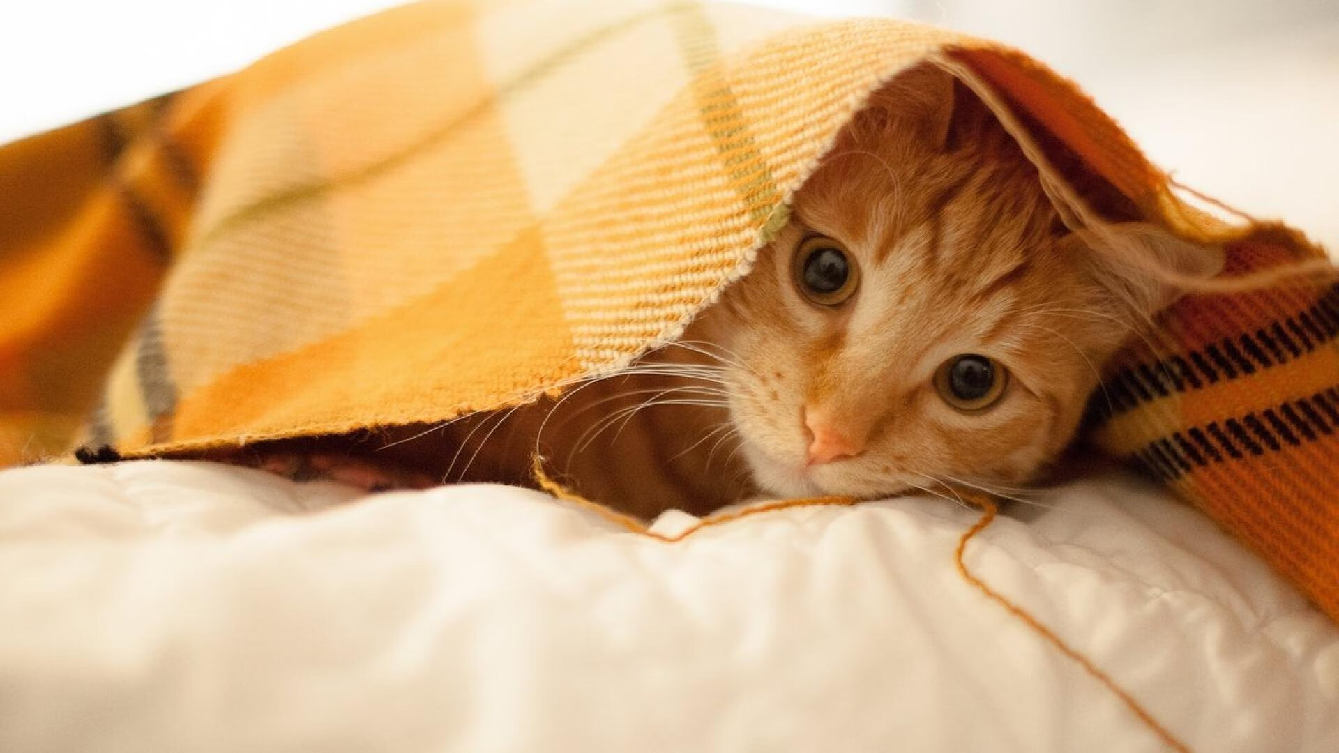 女子200蝶前50米出发段:中国最具爆发,女子200米蝶泳赛程