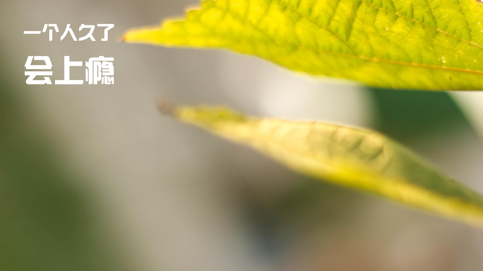 未来发展方向:澳大利亚队如何突破乒乓界限,澳大利亚乒乓球水平怎么样