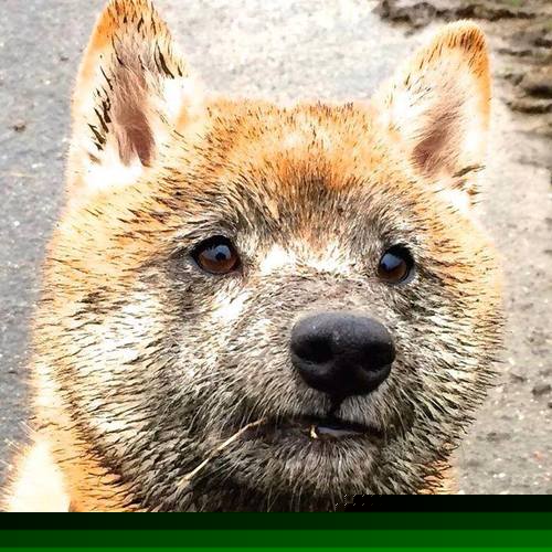 罗马尼亚队赛制挑战与突破：如何通过团体赛实现集体目标，罗马尼亚国际邀请赛