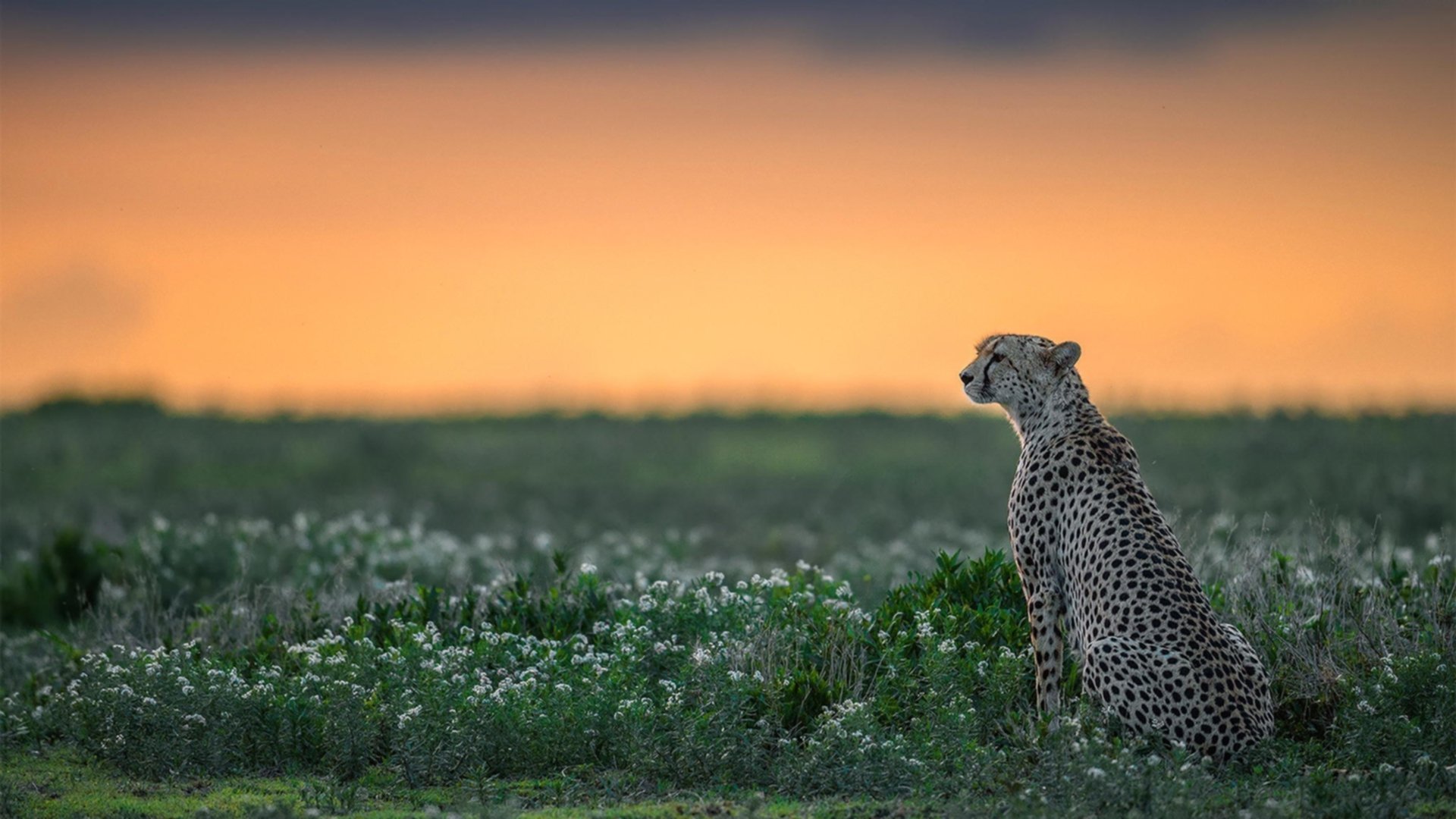 莱比锡红牛节奏变化打乱对方部署,莱比锡红牛是豪门吗
