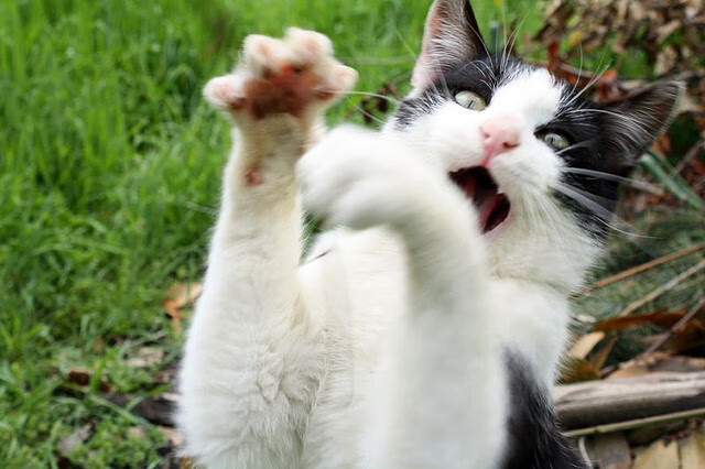 女子联赛MVP评选引入球迷投票机制提升关注度