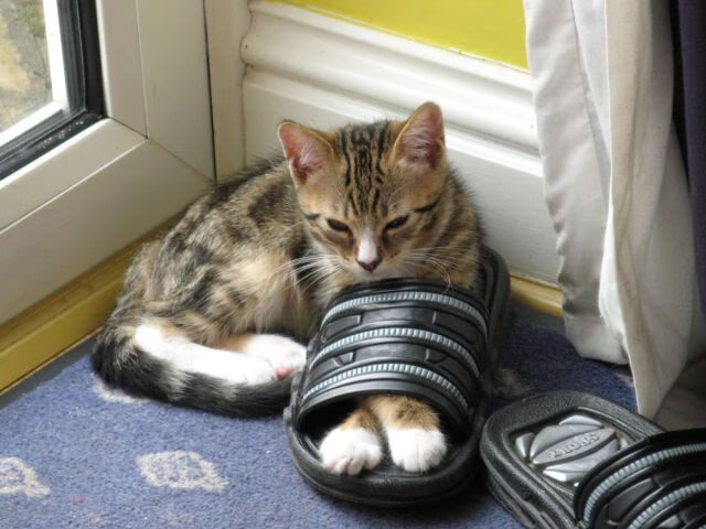 杰克·阿莱克西突破自我刷新纪录,杰西阿弗莱克