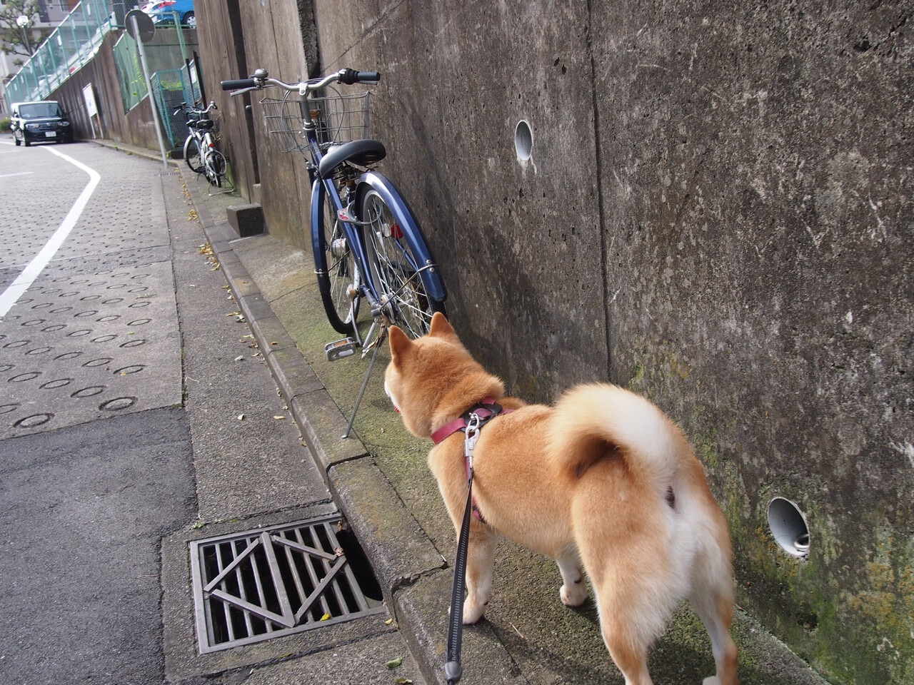 爵士反击速度提升打造攻守平衡新体系，爵士乐反拍是什么意思