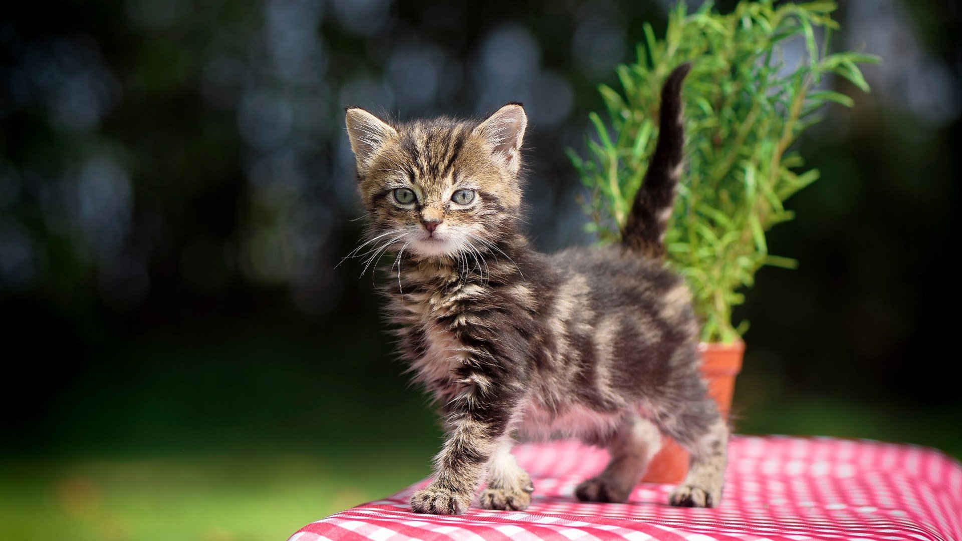 篮球俱乐部资金流动分析,篮球俱乐部预计市场占有率